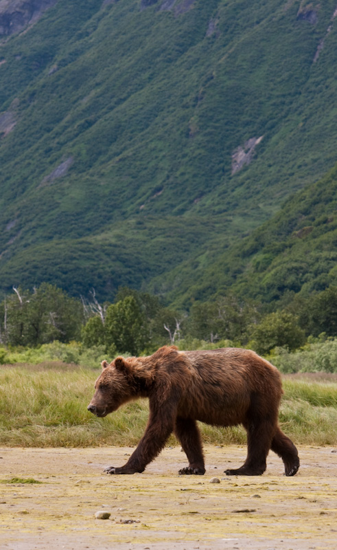 Grizzly Bear